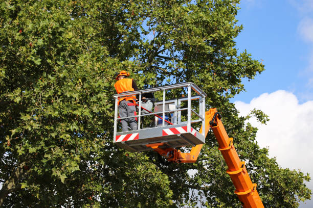 Best Seasonal Cleanup  in Brookfield Center, OH